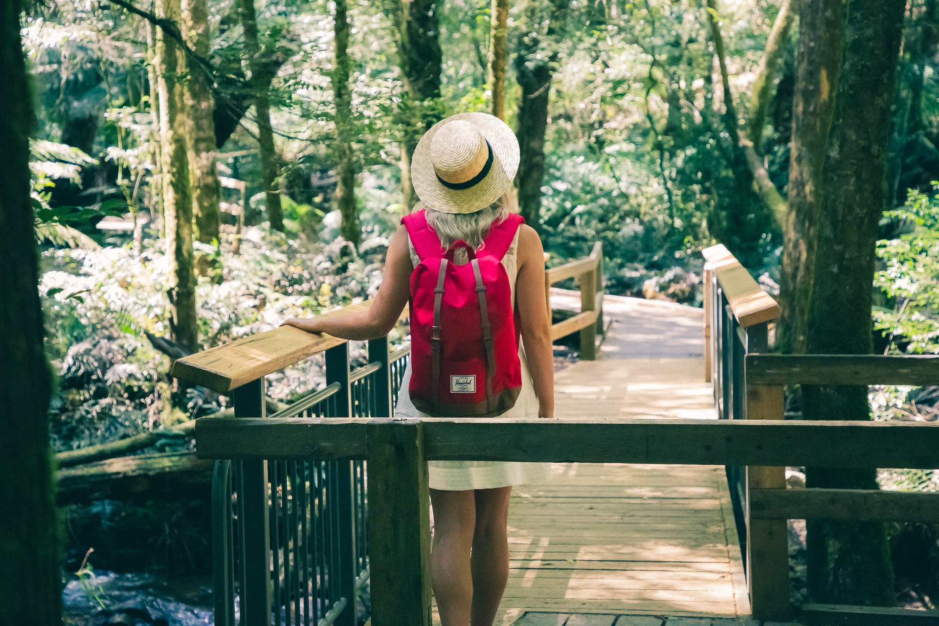 Wirrawilla Rainforest Walk