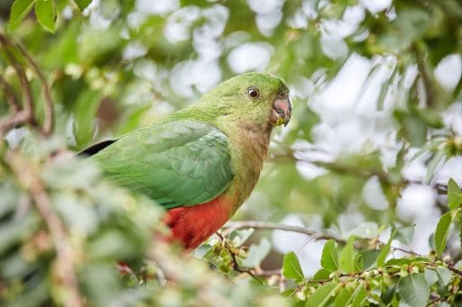 Murrindindi Birds - King Parrot 9914