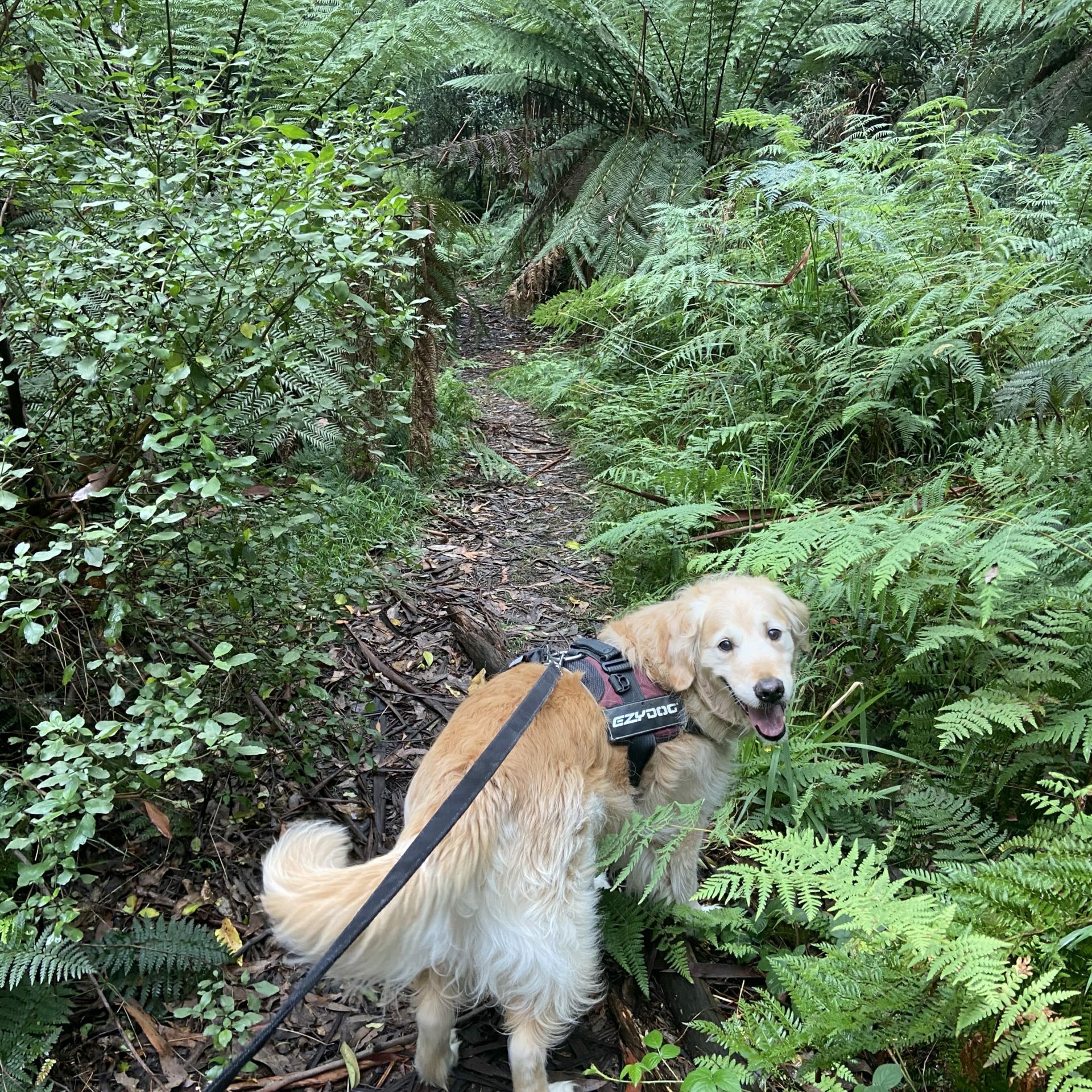 Tanglefoot Loop