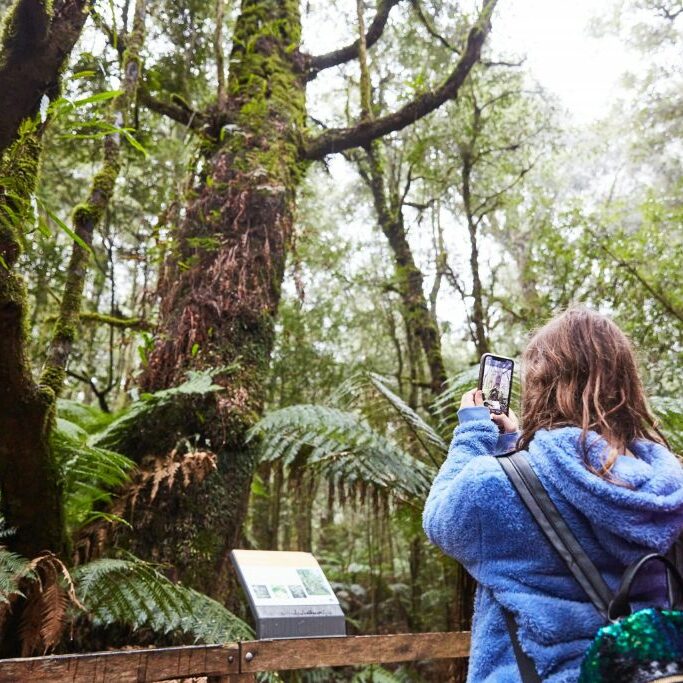 Wirrawilla Rainforest Walk