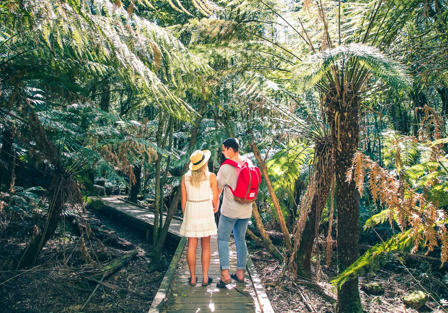 Wirrawilla Rainforest Walk