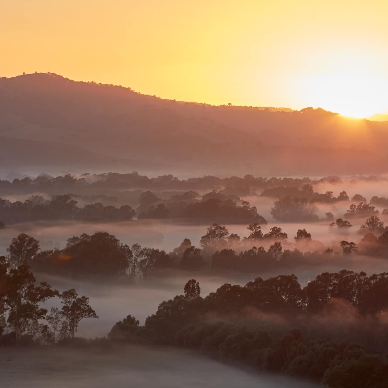 Murrindindi - Acheron Cutting Lookout Sunrise _MS89149