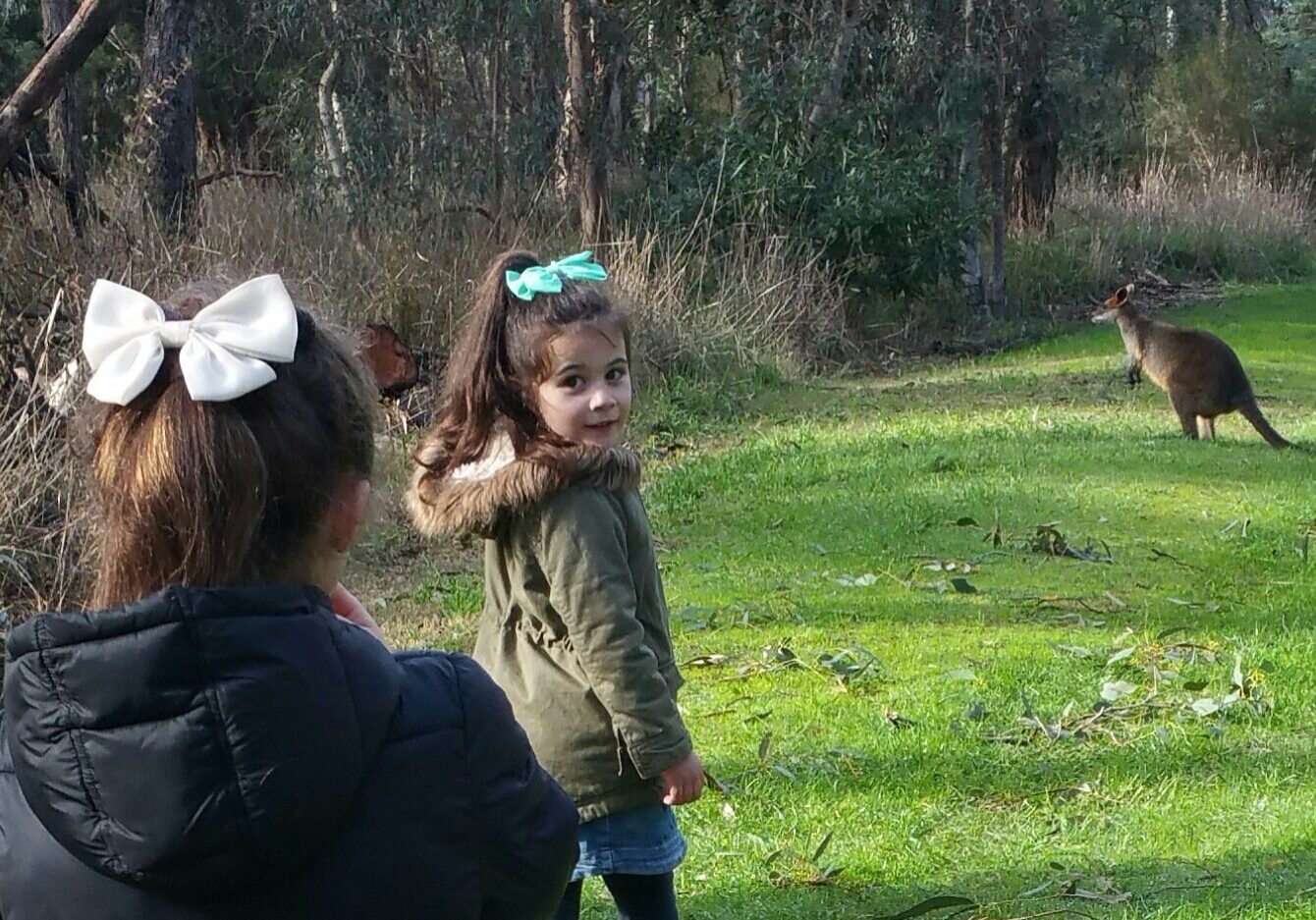 Wetlands Wallaby