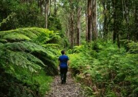 Tanglefoot Loop