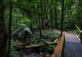 Wirrawilla Rainforest Walk