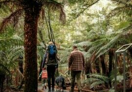 Wirrawilla Rainforest Walk