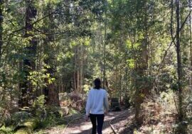 Lyrebird Circuit Walk